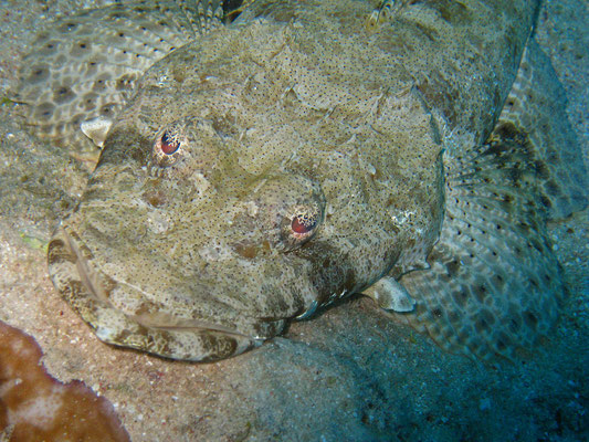 Krokodilfisch, Kalawy, Ägypten