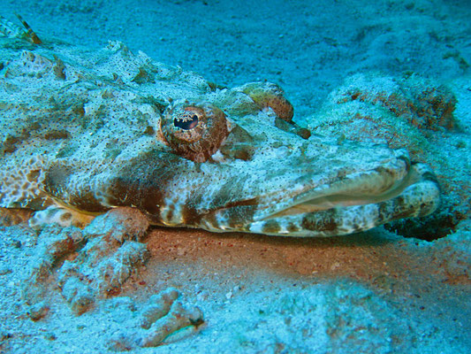 Krokodilfisch, Kalawy, Ägypten