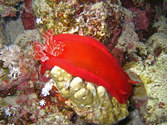 Schnecke, Kalawy, Ägypten