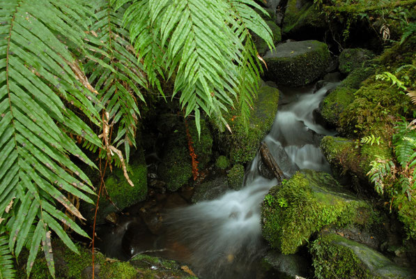 Regenwald, Neuseeland