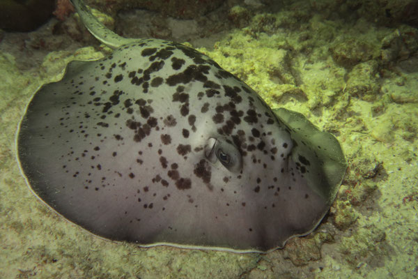 Praslin, Seychellen