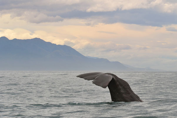 Pottwal vor Kaikoura, Südinsel, Neuseeland