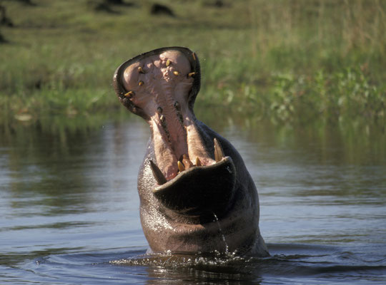 Flusspferd in den überfluteten Ebenen des Okavango Deltas, Botswana