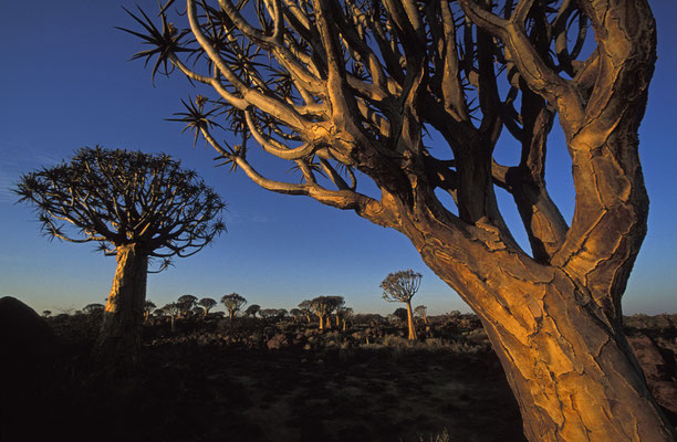 Köcherbaumwald, Namibia