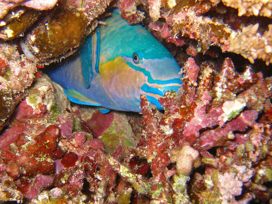 Papgeienfisch, Kalawy, Ägypten