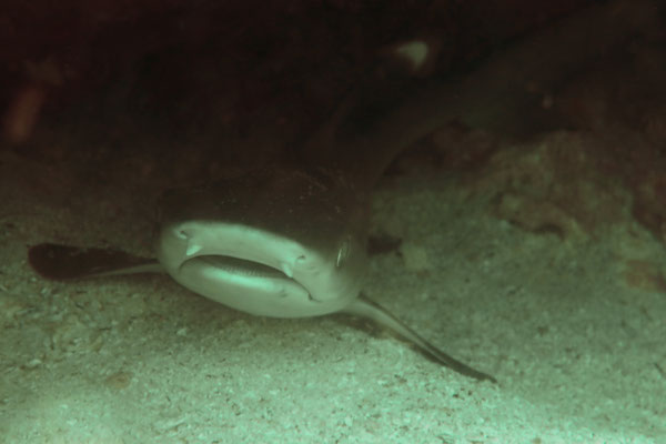 junger Weißspitzenriffhai, Praslin, Seychellen
