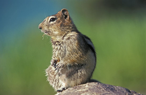 Streifenhörnchen, Banff Nationalpark, Kanada