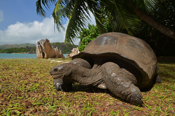 Riesenschildkröte auf Curieuse Island