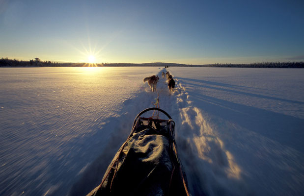 Husky-Schlitten in Lappland, Finnland