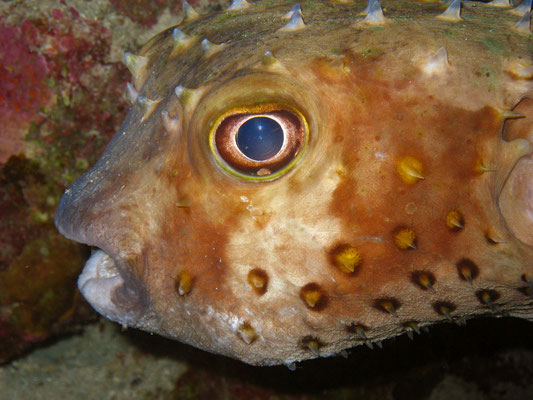 Kofferfisch, Kalawy, Ägypten