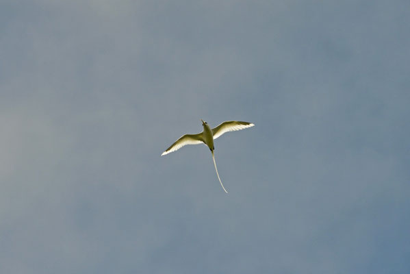 Weißschwanz-Tropikvogel