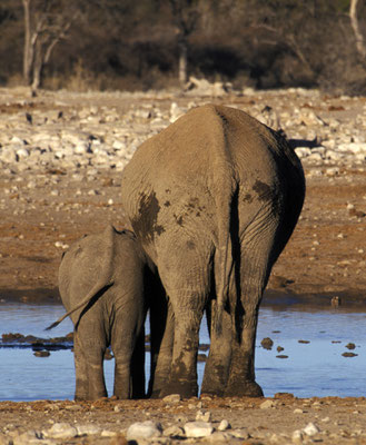 Etosha Nationalpark, Namibia