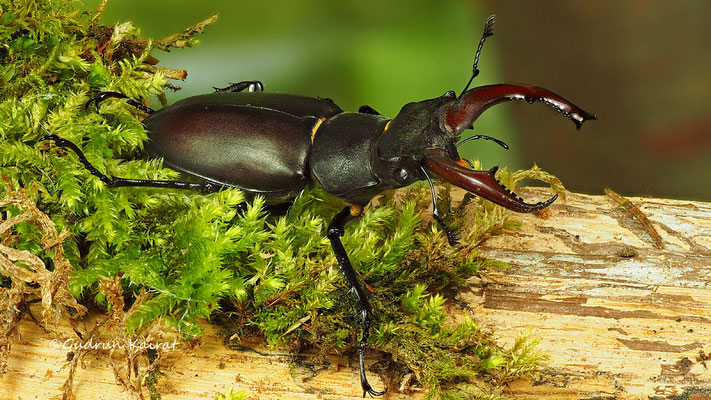 ♂