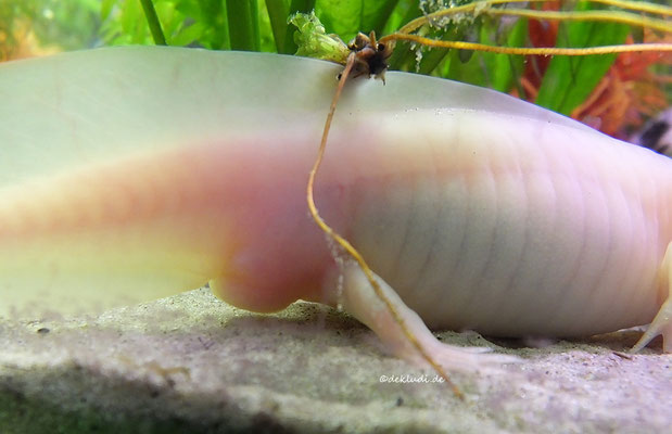 ♂