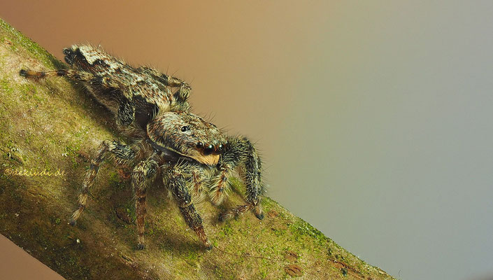 ♀
