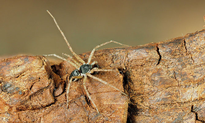 ♂