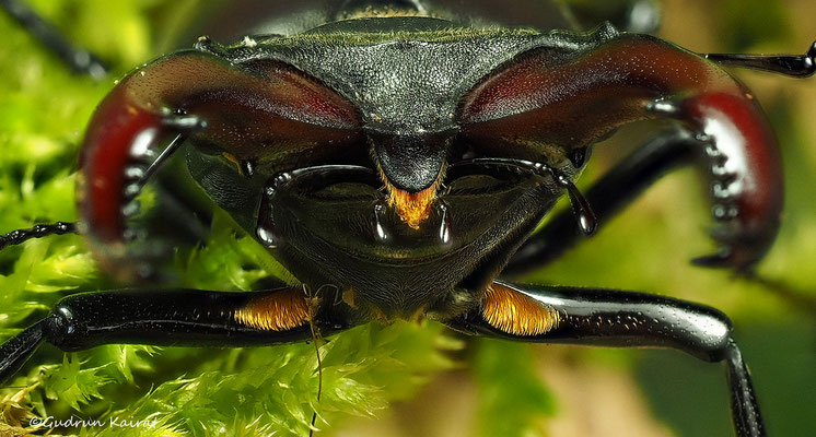 ♂