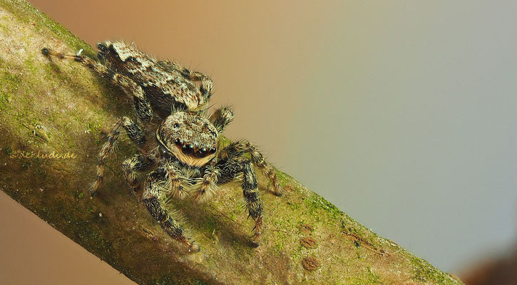 ♀