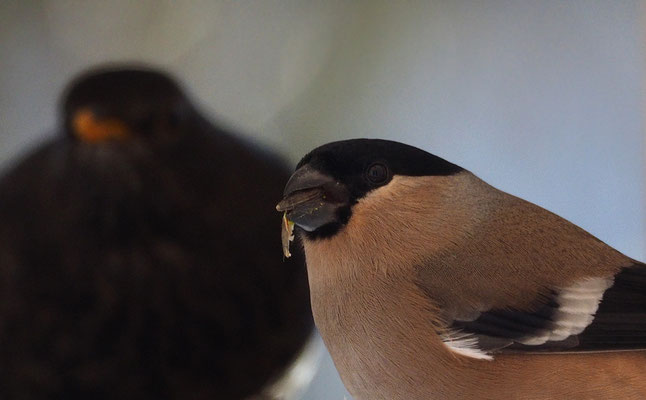 ♀
