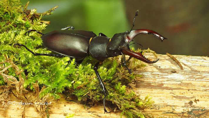 ♂