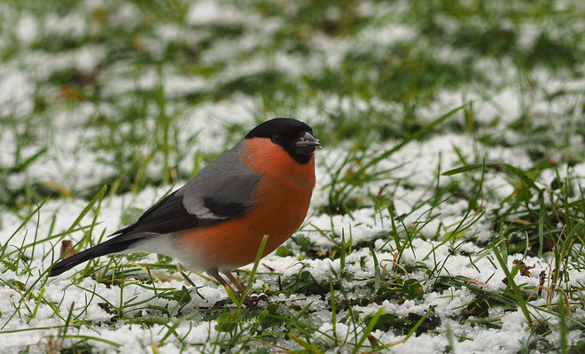 ♂