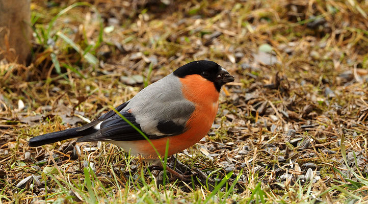 ♂