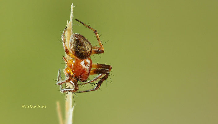 ♂