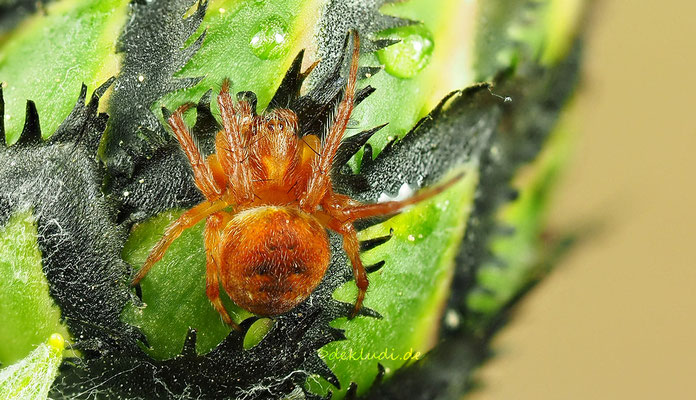 ♀