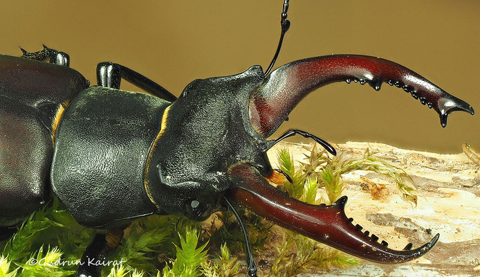 ♂
