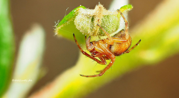 ♀