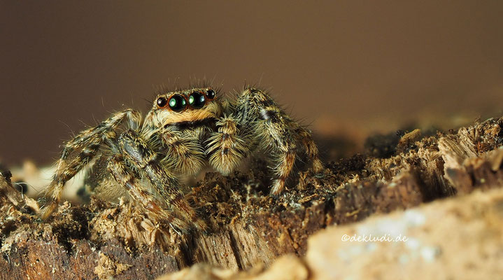 ♀