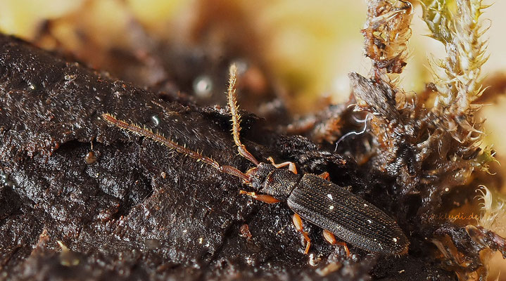 ♀