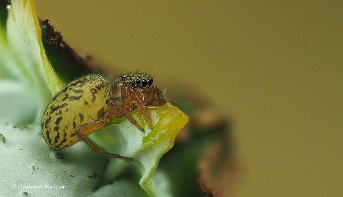 ♀
