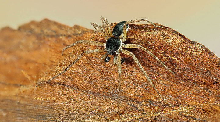 ♂
