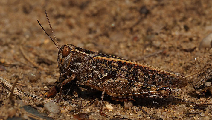 Italienische Schönschrecke (Calliptamus italicus)