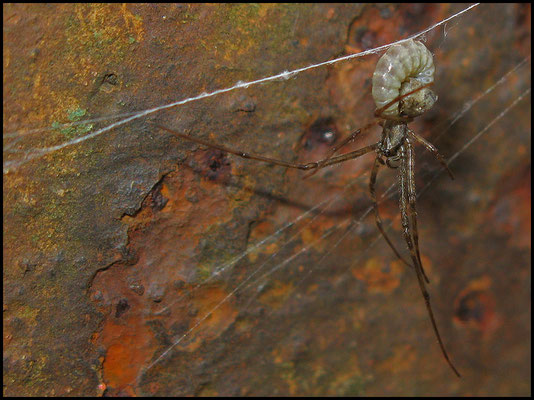 Schlupfwespenlarve auf einer Streckerspinne
