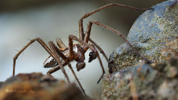 ♂