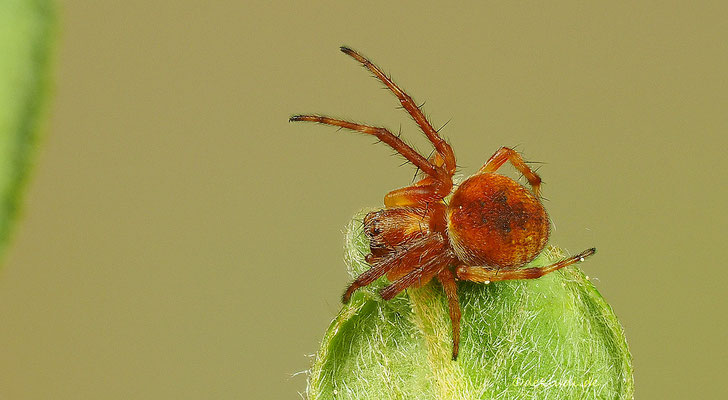 ♀