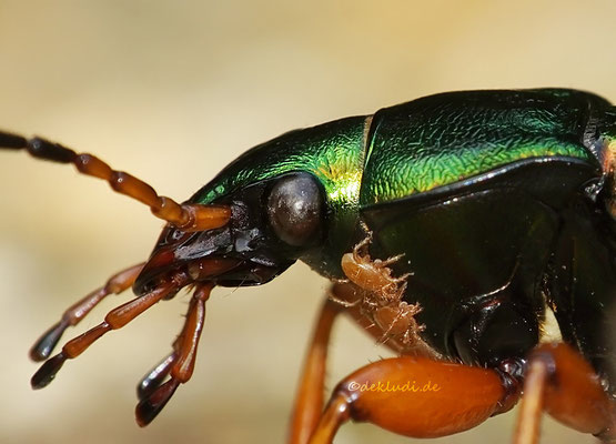 Goldlaufkäfer mit Milben, diese leben in einer Symbiose (teils schmarotzend) mit dem Käfer 