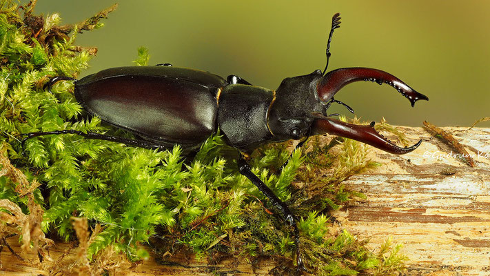♂