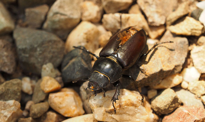 ♀