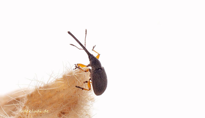 Weiblich: ♀