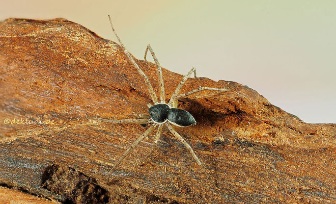 ♂