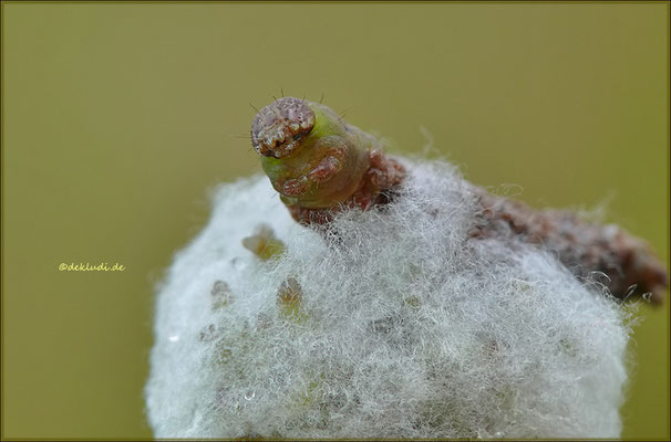 Schlupfwespenlarven die sich von der Raupe ernähren
