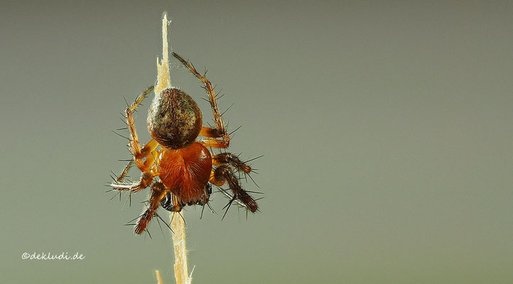♂