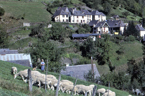 Petit troupeau à Eylie en 1985