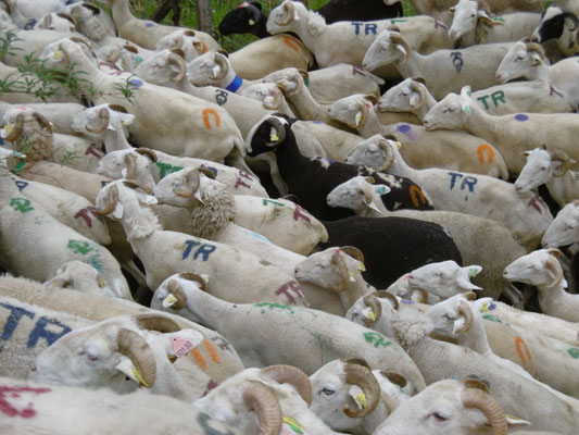 Départ vers les estives le jour de transhumance