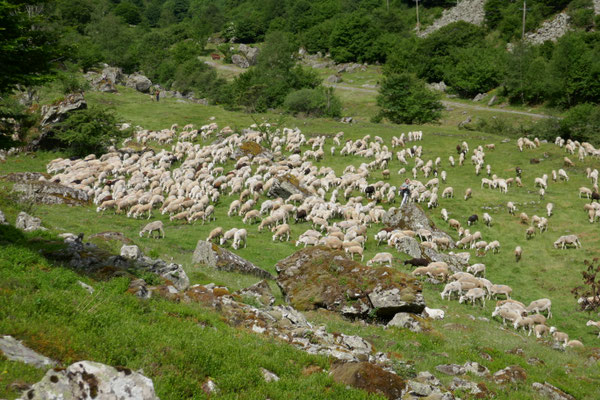 Brebis en estives au cirque de La Plagne