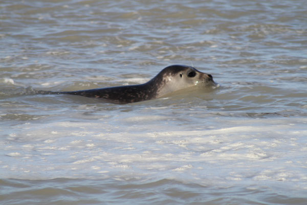 Jeu de piste et découverte des phoques de la Baie de Somme