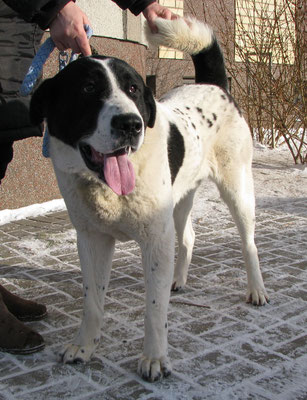 Vatan 1years old male